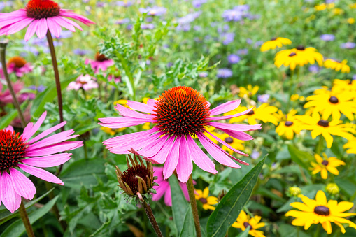 Summer blooms in shades of pink and white, including coneflowers (Echinacea) and daisies, paint a lovely and refreshing picture of the season.