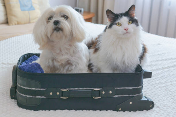 istock Dog in bag with cat 1336267644