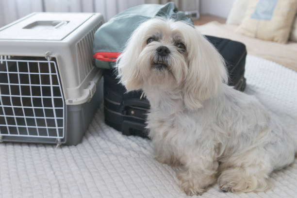 istock Dog Maltese carrier with luggage 1336267663