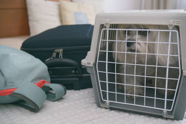 istock Dog sitting in transporter 1336267682