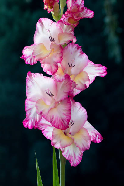 istock Pink Gladioli flower in a garden 1336268382