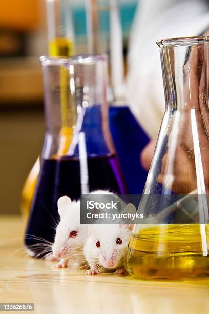 Eksperyment - zdjęcia stockowe i więcej obrazów Laboratorium - Laboratorium, Mysz - zwierzę, Badania