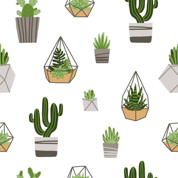 Rustic Cactus Backfround Rustic Background With Cacti And Succulents Border Illustrations ...