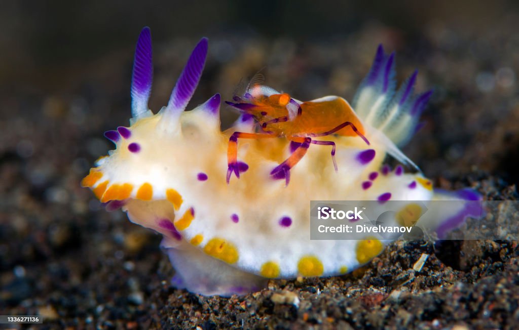 Underwater symbiosis. A tiny Emperor Shrimp living together with a nudibranch Mexichromis multituberculata. Underwater macro world. Nudibranch Stock Photo