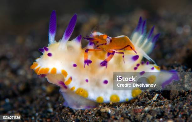 Underwater Symbiosis Stock Photo - Download Image Now - Nudibranch, Underwater, Shrimp - Animal