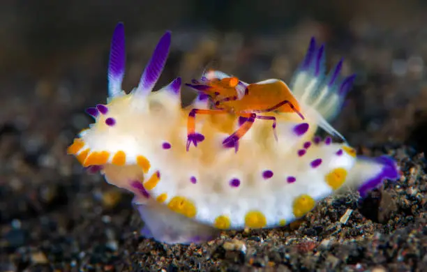 A tiny Emperor Shrimp living together with a nudibranch Mexichromis multituberculata. Underwater macro world.