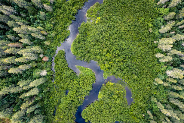 Winding creek with forest and lush green foliage