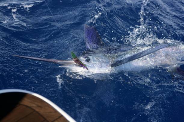 atlantischer weißer marlin-hochseesport angeln - catch of fish sport black and white activity stock-fotos und bilder