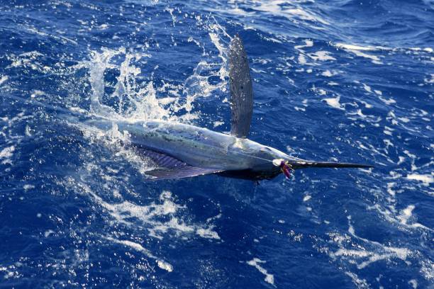 istock Atlantic white marlin big game sport fishing 1336271667