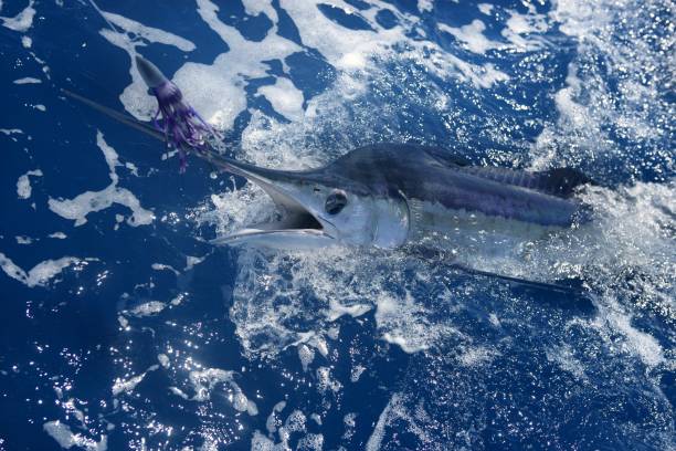 istock Atlantic white marlin big game sport fishing 1336271754
