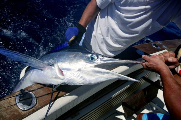 istock Billfish white Marlin catch and release on boat 1336271816