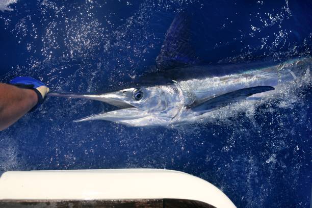 istock Atlantic white marlin big game sport fishing 1336271835