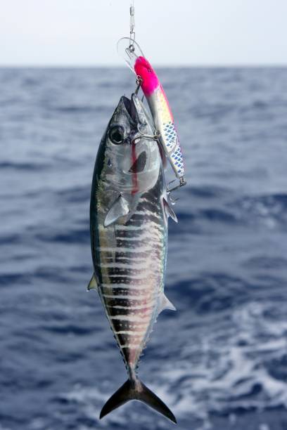 istock Blue fin bluefin tuna catch and release 1336272647