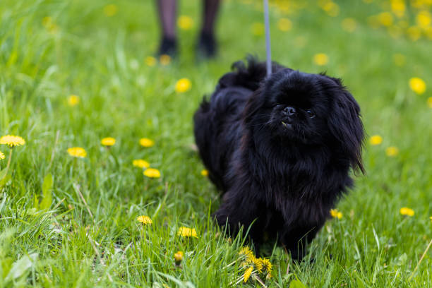 istock Black indoor decorative dog of breed Pekingese. Background with copy space 1336272736