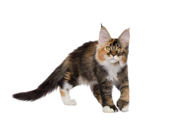 istock Red Maine Coon Cat Isolated on White Background 1336273296
