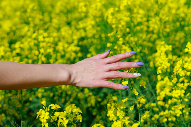 istock hand touches flowers in a blooming rapeseed field. Background with copy space for text 1336273394