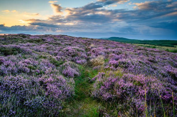 istock Footpath through heather on Bowden Doors 1336275316