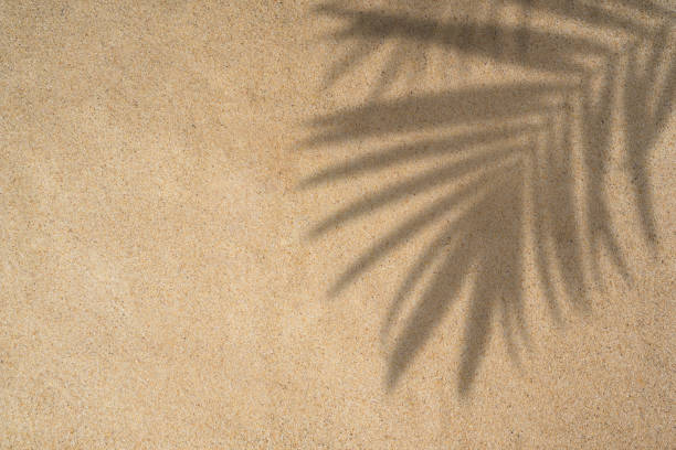 istock Summer beach day scene with tropical palm leaves shadow on sand background. Minimal sunlight tropical flat lay arrangement. 1336275844