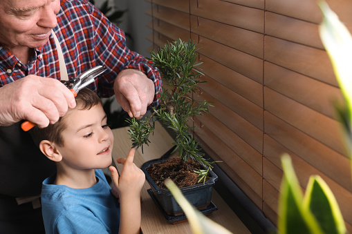 Senior man with little grandson taking care of Japanese bonsai plant near window indoors. Creating zen atmosphere at home