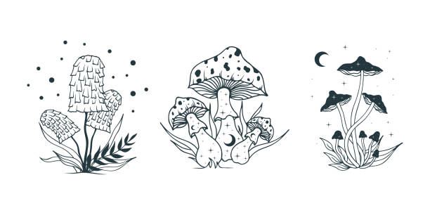 ilustraciones, imágenes clip art, dibujos animados e iconos de stock de setas celestes. hongos psicodélicos, conjunto de hongos con luna y estrellas. - edible mushroom illustrations