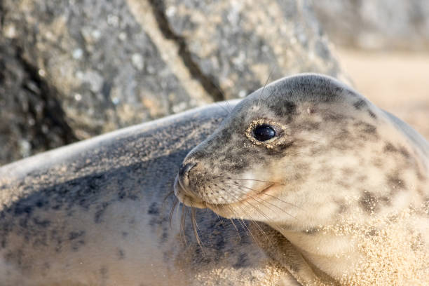 istock Young gray seal portrait profile image 1336277392