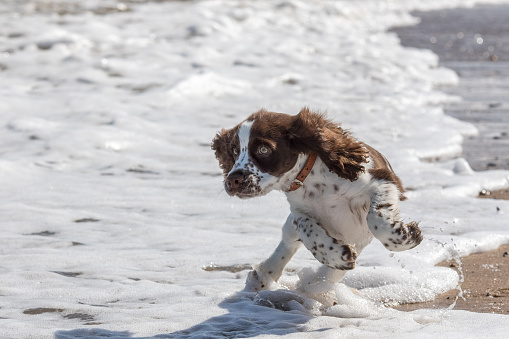Cute puppy spaniel dog playing in the sea on a beach walk. Playful puppy having its first encounter with the ocean. Young dog afraid of the water and jumping from the waves. Puppy scared of the sea.