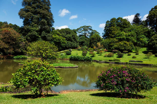 스리랑카 캔디의 페라데니야 왕립 식물원 - royal botanical garden 뉴스 사진 이미지