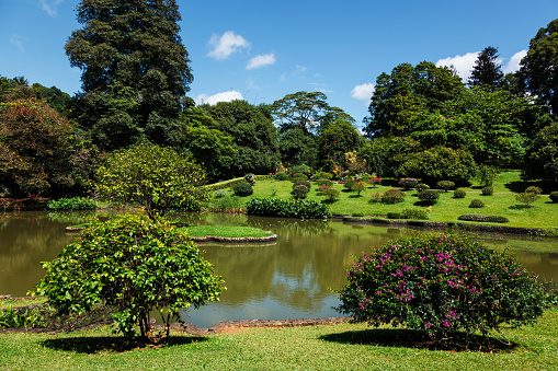 Pond with plants in Peradeniya Royal Botanical Gardens found in 1821 in Kandy, Sri Lanka