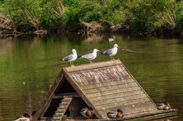 istock Raft with small house for bird with sleeping ducks on raft and seagulls sitting on top of house. 1336278971