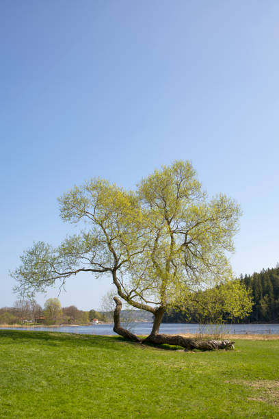 beautiful green tree next to the sea  from stockholm nature