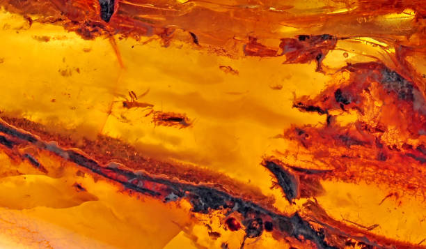 istock Baltic amber, resin segments, fossil millions 1336279002