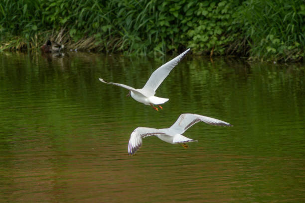 istock Flying seagulls on pond shore and surface background 1336279044