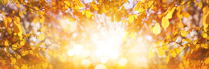 Golden brown tree leaves on an autumn bright sunny day at sunrise.