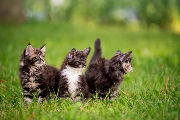 istock group of three fluffy Maine Coon kittens walks on green grass. 1336282652