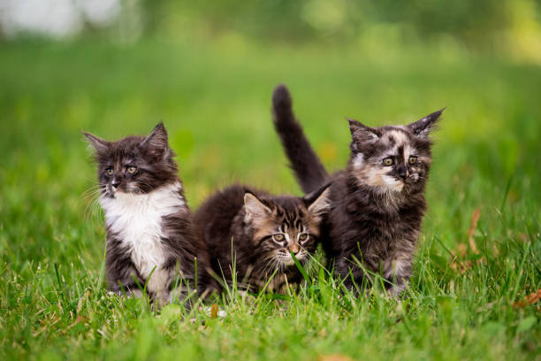 istock group of three fluffy Maine Coon kittens walks on green grass. 1336282654