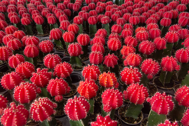 istock Colorful different types of cactus 1336282662