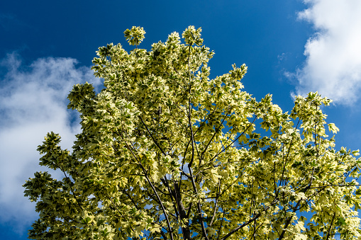Green and white foliage of Norway Maple 'Drummondii' - Acer platanoides Variegata against blue summer sky. Close-up. Public landscape city park \