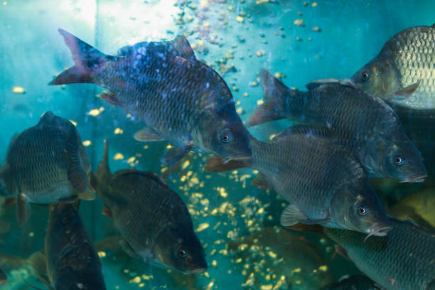 istock Fresh live fish in a grocery store aquarium. Selective focus background with copy space 1336283297