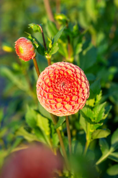 Dahlias d’automne - Photo