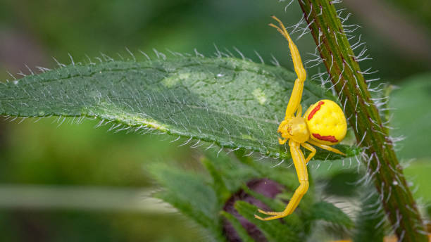 istock Thomise variable female, (Misumena vatia), Crab spider, female goldenrod crab spider. 1336285134