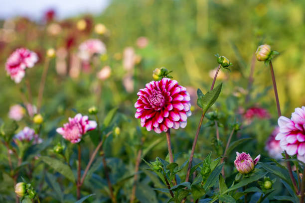 Herbstdahlien – Foto