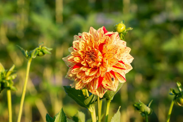 Herbstdahlien – Foto