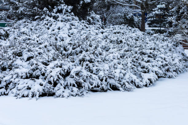 istock Needles in the snow. Winter background with copy space 1336287318