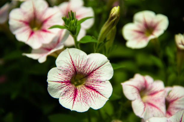 beautiful pink flowers in the garden