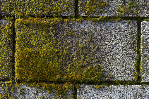 Rough textured moss surface on a building. Background or substrate for design. Blank for the bottom layer.