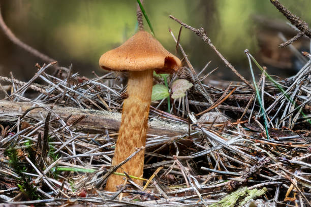 소나무 바늘 사이에 치명적인 웹 캡 버섯의 클로즈업 - 끈적버섯과 이미지 뉴스 사진 이미지