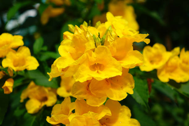istock beauty yellow flowers in summer time. 1336290821