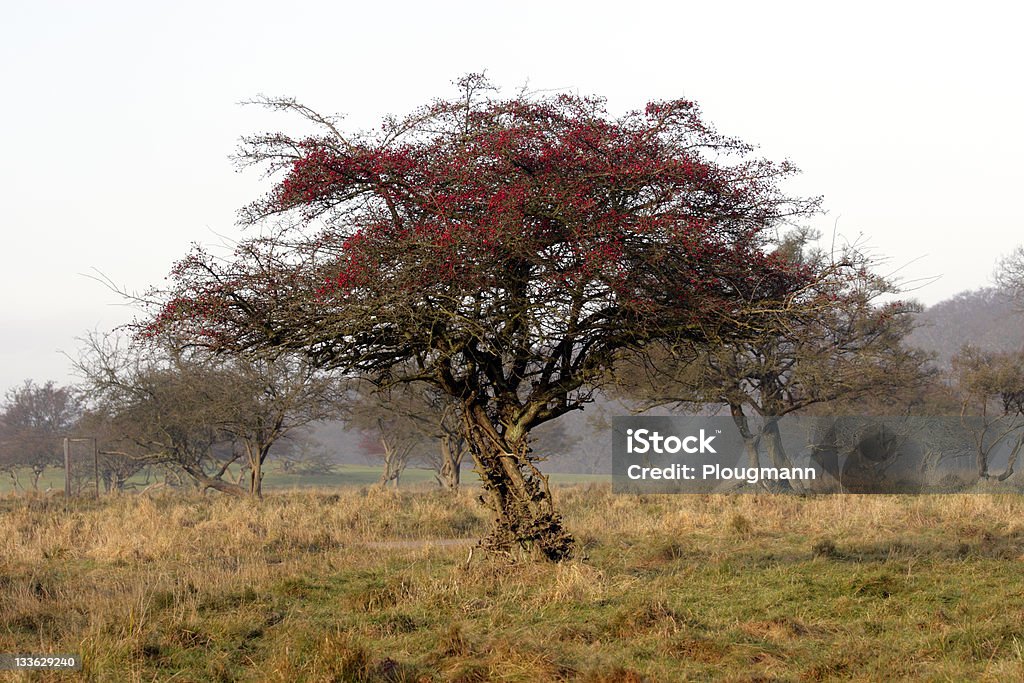 Velha árvore - Foto de stock de Baga - Fruta royalty-free