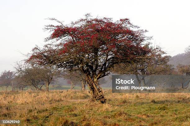 Foto de Velha Árvore e mais fotos de stock de Baga - Fruta - Baga - Fruta, Baga - Parte de planta, Dinamarca