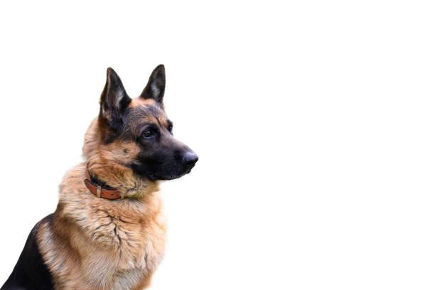 Dog German Shepherd , pet animal